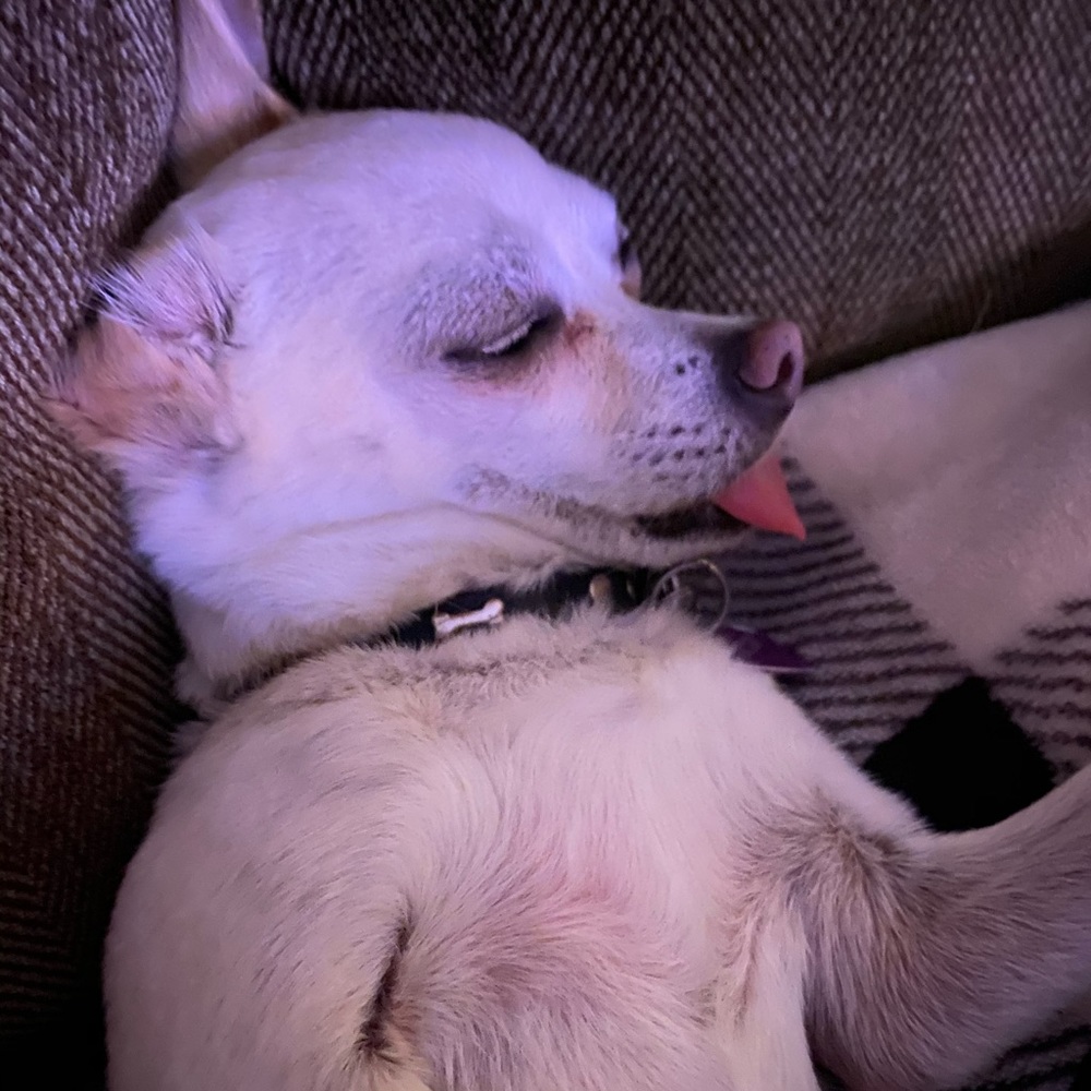 Meet your Posher, Lupe